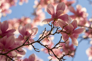 The spring flower. Blooming magnolia tree in spring on pastel bokeh blue sky and pink background, springtime banner. Blossom magnolia flower.