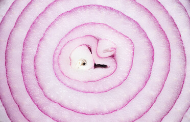 Textured of sliced red onion for background. Close-up