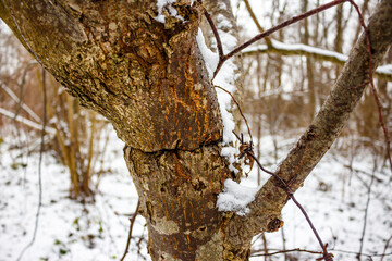 Tree trunk crushed by barbed wire wound around it