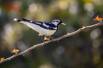 A Magpie Lark perched on a branch