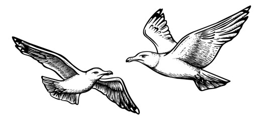 seagull fly engraving black and white outline