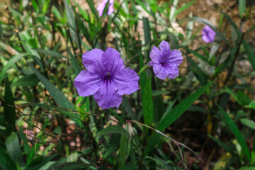 Close up of purple Ruellia simplex or petunia flowers blooming in the garden in the morning. Beautiful purple flowers in the garden