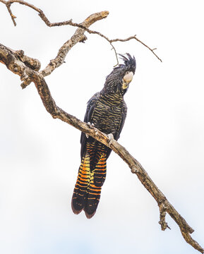 Female red-tailed black cockatoo (calyptorhynchus bansksii naso) 