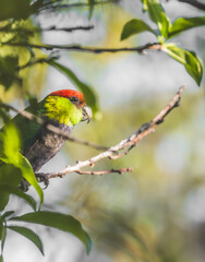 Image of a male Red Capped Parrot (Purpureicephalus spurius) perched on a tree branch.