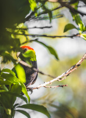 Image of a male Red Capped Parrot (Purpureicephalus spurius) perched on a tree branch.