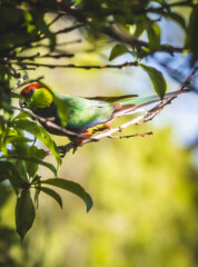 Image of a male Red Capped Parrot (Purpureicephalus spurius) perched on a tree branch.