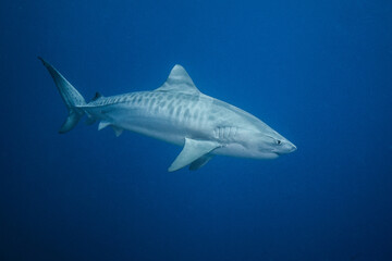 Tiger shark, French Polynesia
