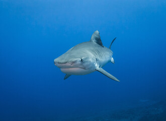Tiger shark, French Polynesia
