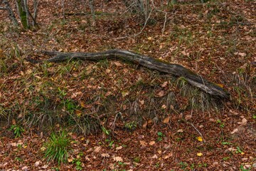 an old blackened crooked log lies on orange-yellow leaves in the forest on a cloudy day