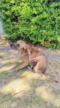 A street dog shows signs of itching all over his body.