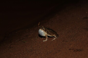 Calling Frog at night