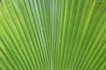 Obraz premium green leaf