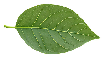 Obraz premium Green leaf close-up with detailed veins, botanical study and nature concept