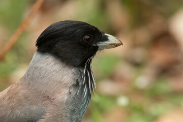 Eurasian Jay in the wild