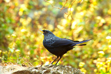 blackbird on a branch