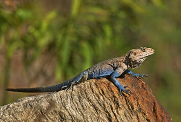 Fototapeta premium lizard on a rock