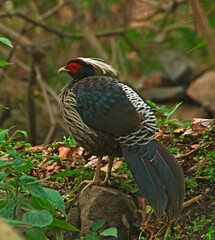 Khaleej Pheasant in the wild