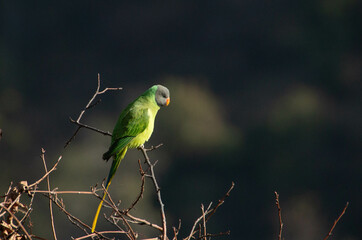 green parrot on branch