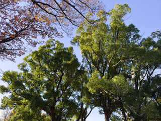 都心散歩　上野公園の黄葉の頃