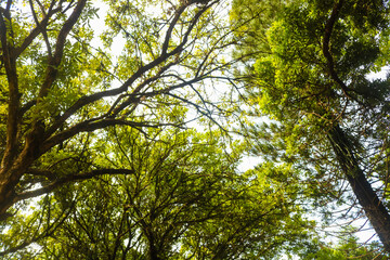 Obraz premium Tree full of leaves with sky background