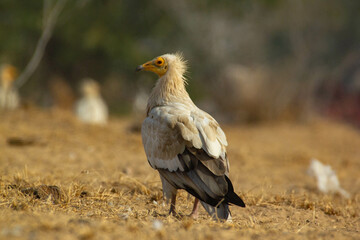 Egyptian Vulture in the wild