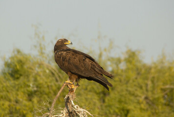 The Eagle on Branch