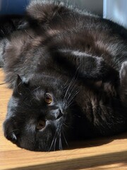 The black cat lying on the floor.
