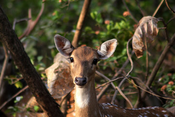Fototapeta premium deer in the woods