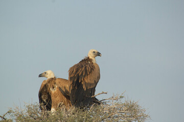 red backed vulture