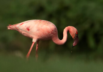 pink flamingo bird