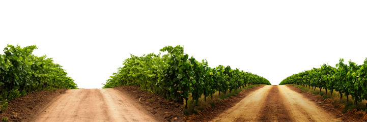 Set of a dirt road flanked by vineyard rows, isolated on a transparent background,