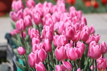 Obraz premium field of tulips