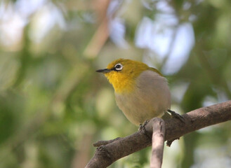 robin on a branch
