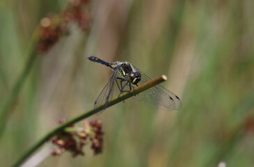 Schwarze Heidelibelle - Black Darter
