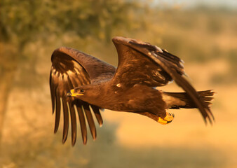 golden eagle in flight