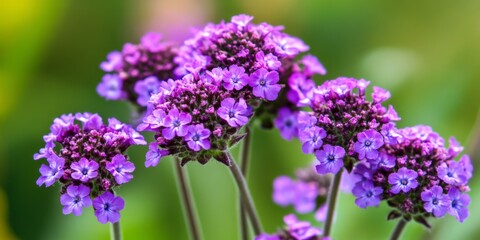Obraz premium Closeup image showcasing the stunning Purpletop vervain, a beautiful type of verbena, highlighting its vibrant colors and delicate features typical of the vervain plant family.