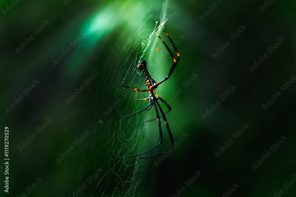 Wall mural spider on a web