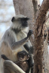 Hanuman Langur in the tree