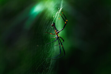 spider on a web