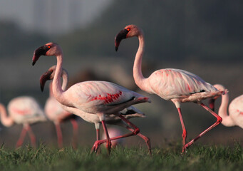 The Lesser flamingos in the wild