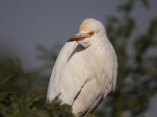 great white heron