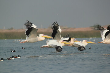 The Dalmatian Pelican in the Wetland