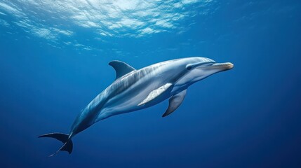 Fototapeta premium A dolphin swimming gracefully in clear blue ocean waters.