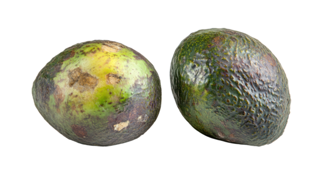 Overripe Avocados: Two avocados showing signs of overripeness and decay.  A close-up shot highlighting texture and color changes