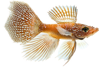 Fish with fins spread wide, gliding smoothly, capturing elegance isolated on transparent and white background.PNG image
