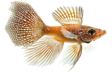 Fish with fins spread wide, gliding smoothly, capturing elegance isolated on transparent and white background.PNG image
