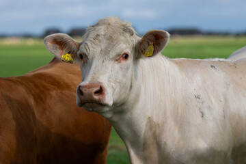 Dairy cows. Cow at meadow. Cattle in grass field. Cow in grassy pasture. Cow in the countryside. Cows graze on summer meadow. Rural landscapes with cows. Cows in a pasture. Cattle cow grazing on