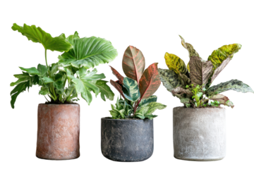 Three Potted Plants in Minimalist Concrete Pots:  A trio of vibrant houseplants, each nestled in a rustic grey concrete pot, radiate life and tranquility.