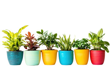 Obraz premium Plants in colorful pots, brightening up living spaces with vibrant hues, isolated on transparent and white background.PNG image 