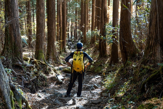 person hiking in the forest